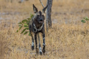 Güney Afrika 'daki Kruger Milli Parkı' nda Afrika Vahşi Köpeği