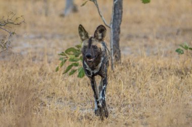 Güney Afrika 'daki Kruger Milli Parkı' nda Afrika Vahşi Köpeği