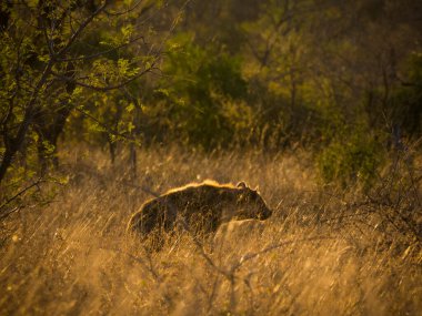 Güney Afrika 'daki Kruger Ulusal Parkı' nda Hyaena, Crocuta crocuta görüldü..