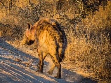 Güney Afrika 'daki Kruger Ulusal Parkı' nda Hyaena, Crocuta crocuta görüldü..