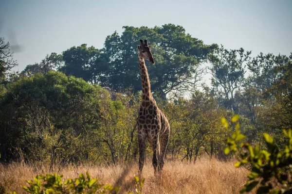 Giraffe Kruger National Park South Africa — Stock Photo, Image