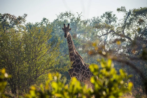 Giraffe Kruger National Park South Africa — Stock Photo, Image