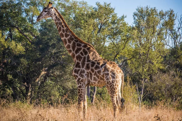 Giraffe Kruger National Park South Africa — Stock Photo, Image