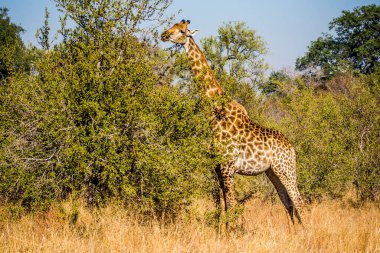Kruger Ulusal Parkı 'nda zürafa, Güney Afrika