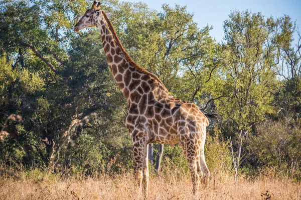 Giraffe Kruger National Park South Africa — Stock Photo, Image