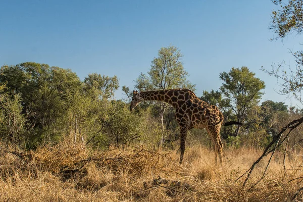 Giraffe Kruger National Park South Africa — Stock Photo, Image