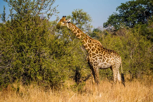 Giraffe Kruger National Park South Africa — Stock Photo, Image