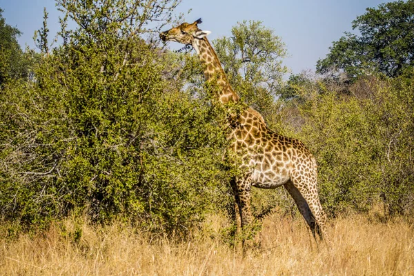 Жираф Национальном Парке Крюгер Юар — стоковое фото