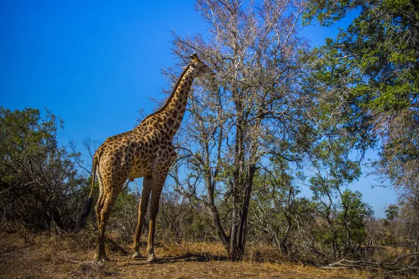 Žirafa Národním Parku Kruger Jihoafrická Republika — Stock fotografie