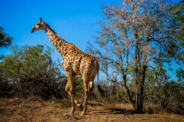 Giraffe Kruger National Park South Africa — Stock Photo, Image