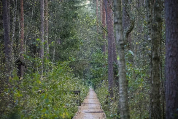 폴란드의 브라자 공원의 — 스톡 사진