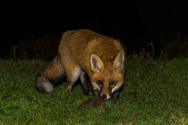 Red Fox Vulpes Vulpes Standing Grass Night Biebrza National Park — Stock Photo, Image