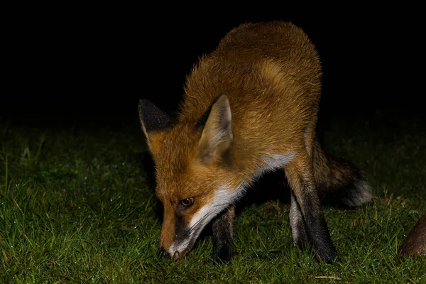 Zorro Rojo Vulpes Vulpes Pie Hierba Noche Parque Nacional Biebrza — Foto de Stock