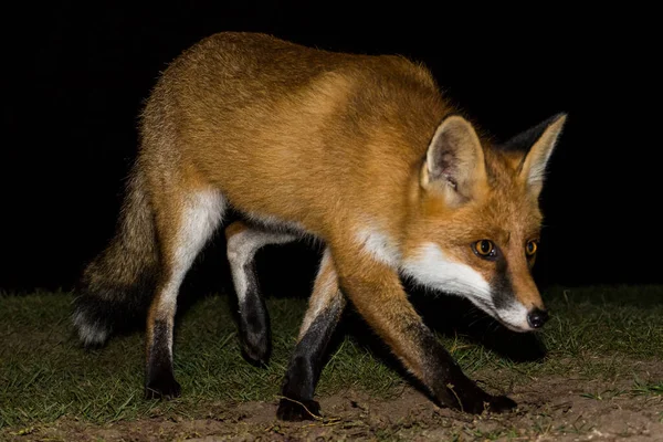 Κόκκινη Αλεπού Vulpes Vulpes Στέκεται Στο Γρασίδι Νύχτα Στο Εθνικό — Φωτογραφία Αρχείου