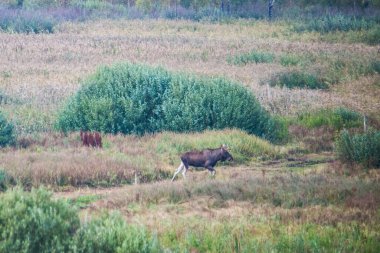 Doğal bataklıktaki geyik. Biebrza Ulusal Parkı batırdı. Bataklıklarda toynaklı en büyük memeli..