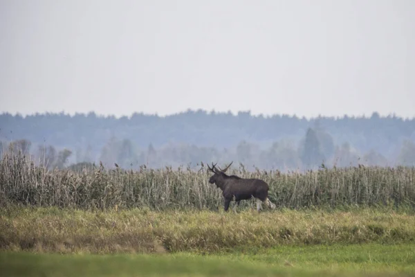 Alce Pântano Ambiente Natural Parque Nacional Dos Pântanos Biebrza Maior — Fotografia de Stock