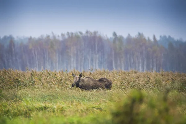 Orignal Dans Marais Naturel Parc National Des Marais Biebrza Grand — Photo