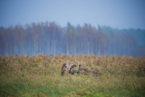 Moose Natural Environment Swamp Biebrza Marshes National Park Largest Mammal — Stock Photo, Image
