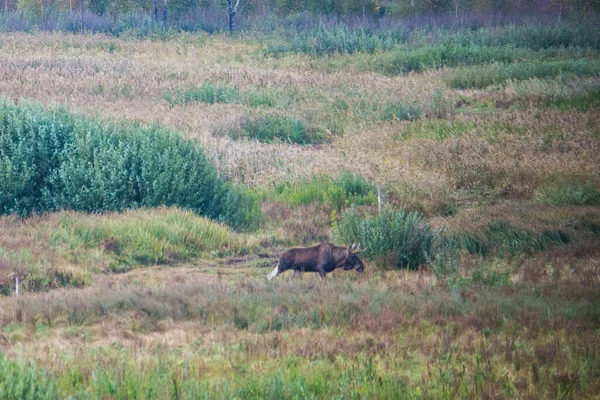 Alce Entorno Natural Pantano Parque Nacional Los Pantanos Biebrza Mamífero — Foto de Stock