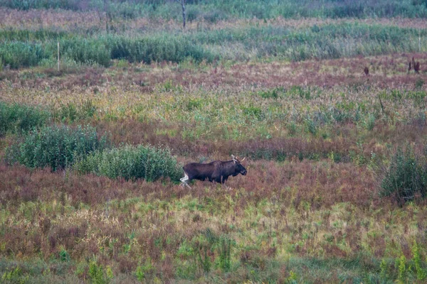 在自然环境中的麋鹿沼泽 Biebrza湿地国家公园 在沼泽地上的最大的哺乳动物蹄 — 图库照片
