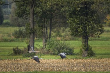 Polonya 'daki Biebrza Ulusal Parkı' nda yaygın turna, Grus grus.