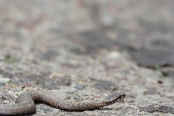 Vipera Vipera Vipera Lengyelországi Bebrza Nemzeti Parkban — Stock Fotó