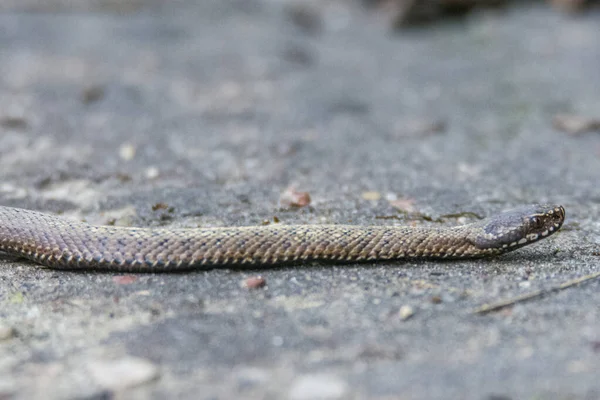 Viper Viperus Viperus Parque Nacional Bebrza Polonia — Foto de Stock