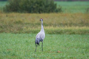 Polonya 'daki Biebrza Ulusal Parkı' nda yaygın turna, Grus grus.