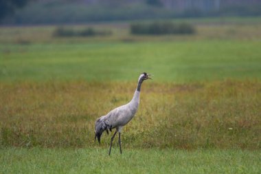 Polonya 'daki Biebrza Ulusal Parkı' nda yaygın turna, Grus grus.