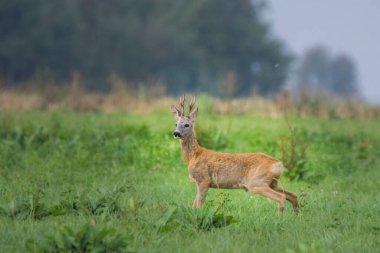 Roe geyiği, Capreolus Capreolus Polonya 'daki Biebrza Ulusal Parkı' nda