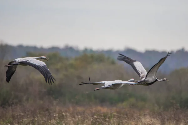 Közös Daru Grus Grus Lengyelországi Biebrza Nemzeti Parkban — Stock Fotó