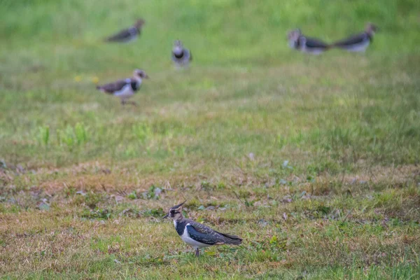 Noordelijke Kievit Vanellus Vanellus Nationaal Park Biebrza — Stockfoto