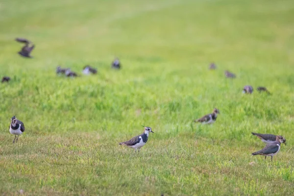 Oiseau Des Champs Vanellus Vanellus Parc National Biebrza — Photo