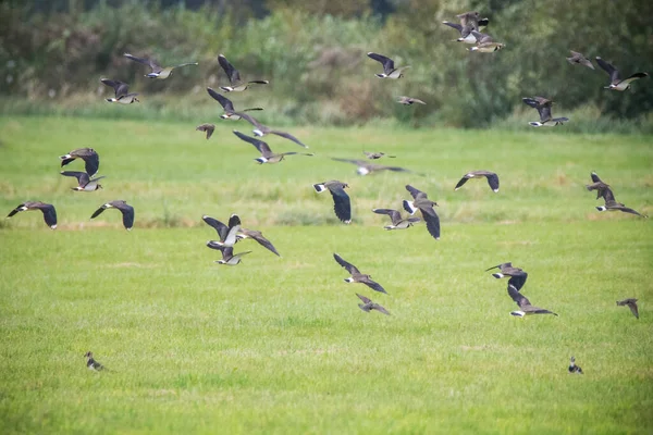 Noordelijke Kievit Vanellus Vanellus Nationaal Park Biebrza — Stockfoto