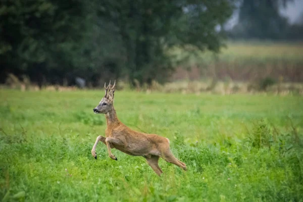 Cervo Roe Capreolus Capreolus Parque Nacional Biebrza Polónia — Fotografia de Stock