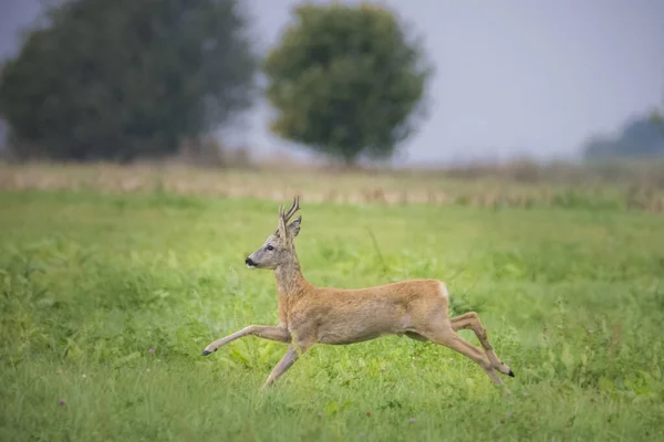 Capriolo Capreolo Capreolo Nel Parco Nazionale Biebrza Polonia — Foto Stock