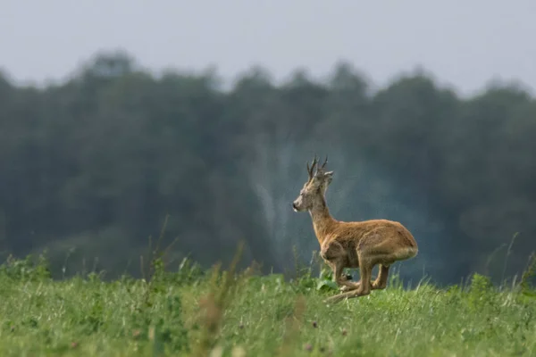 Cervo Roe Capreolus Capreolus Parque Nacional Biebrza Polónia — Fotografia de Stock