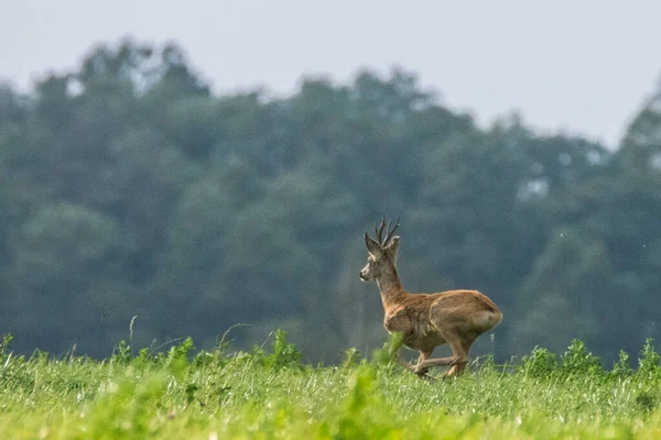 Cervo Roe Capreolus Capreolus Parque Nacional Biebrza Polónia — Fotografia de Stock