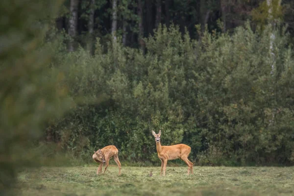 Олені Capreolus Capreolus Національному Парку Бібріза Польща — стокове фото