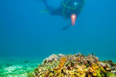 Hırvatistan 'ın deniz altı manzarası, Pula.
