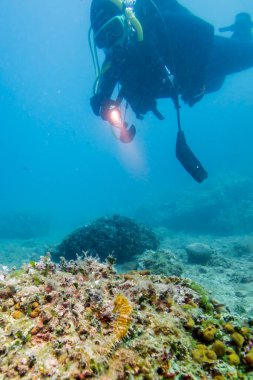 Hırvatistan 'ın deniz altı manzarası, Pula.