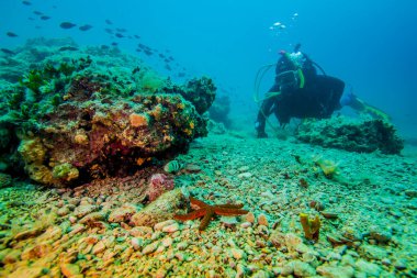Hırvatistan 'ın deniz altı manzarası, Pula.