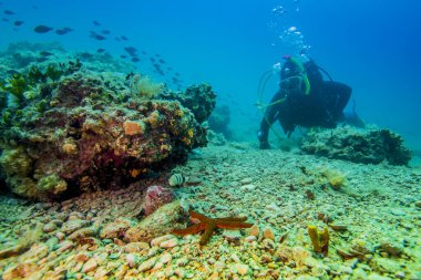 Hırvatistan 'ın deniz altı manzarası, Pula.