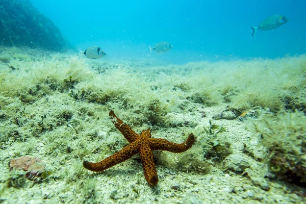 Underwater Scenery Croatia Sea Pula — Stock Photo, Image