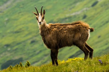 Chamois, Rupicapra rupicapra, Slovakya 'daki Nizke tatry dağında.