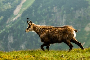 Chamois, Rupicapra rupicapra, Slovakya 'daki Nizke tatry dağında.