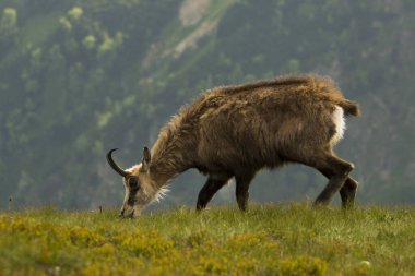 Chamois, Rupicapra rupicapra, Slovakya 'daki Nizke tatry dağında.