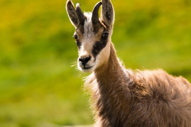 Chamois, Rupicapra rupicapra, Slovakya 'daki Nizke tatry dağında.