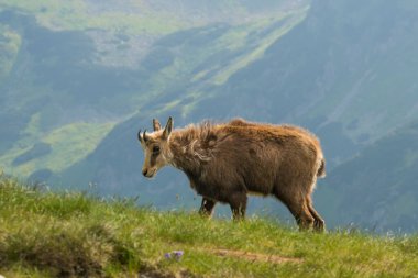 Chamois, Rupicapra rupicapra, Slovakya 'daki Nizke tatry dağında.