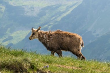Chamois, Rupicapra rupicapra, Slovakya 'daki Nizke tatry dağında.
